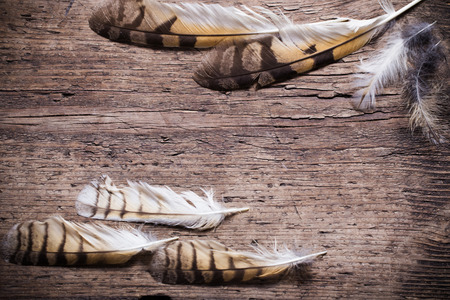 Feathers of a bird on a wooden backgroundの写真素材