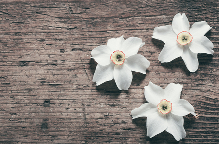 narcissus on wooden backgroundの写真素材