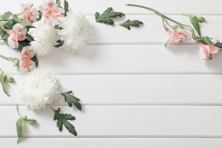 chrysanthemum on white  wooden backgroundの写真素材