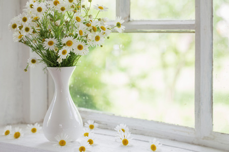 chamomile in vase on windowsillの写真素材