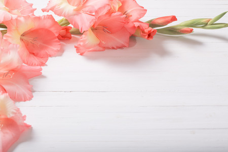 Gladioli on white wooden backgroundの写真素材
