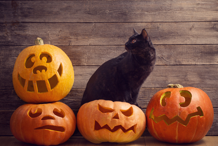 Halloween pumpkin and black cat on wooden backgroundの写真素材