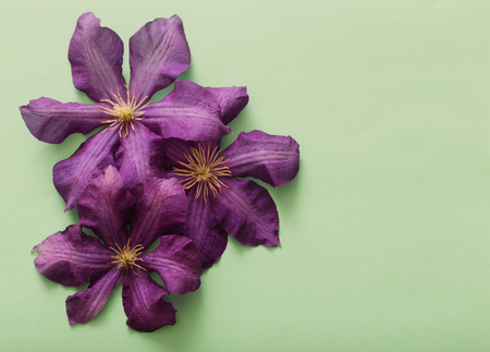 background with purple clematisの写真素材