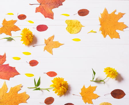 autumn leaves on white wooden backgroundの写真素材