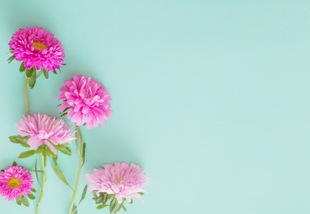 asters flowers on green backgroundの写真素材