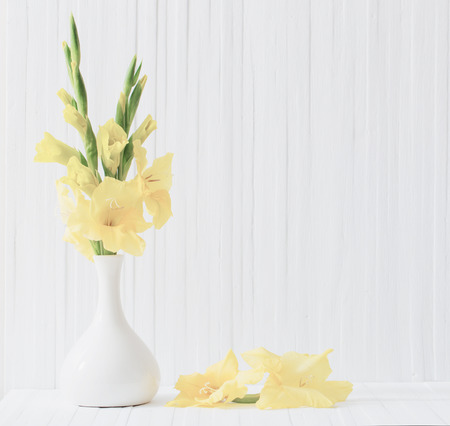 yellow gladiolus on white backgroundの写真素材