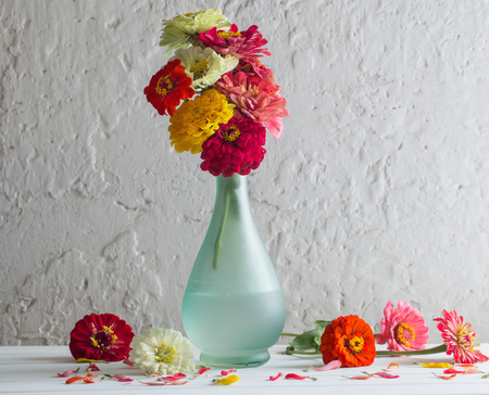 zinnia flowers on white backgroundの写真素材