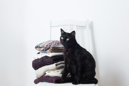 black cat with winter clothes on a chairの写真素材