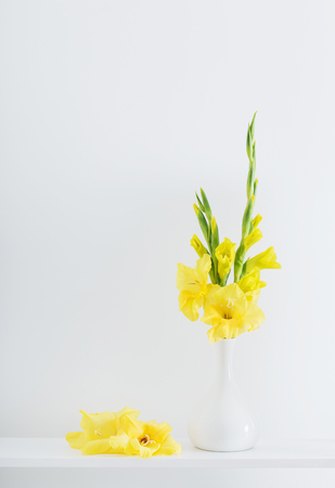 yellow gladiolus on white backgroundの写真素材