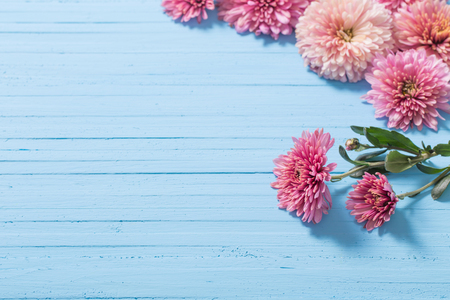 pink chrysanthemums on blue wooden backgroundの写真素材