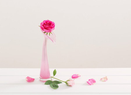 pink roses in vase on white backgroundの写真素材