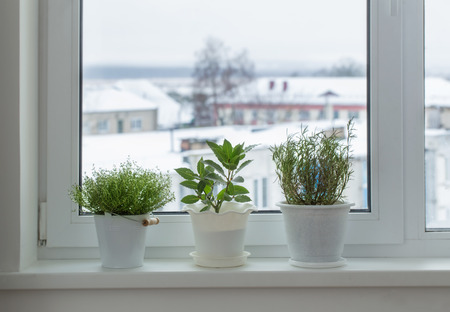 green plants on the windowsill in winterの写真素材