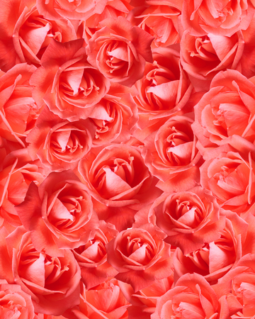 background of beautiful red rosesの写真素材