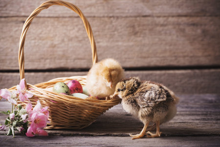 chicken and Easter egg on old wooden background