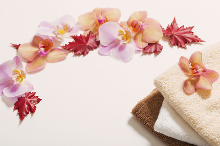 orchids on white backgroundの写真素材