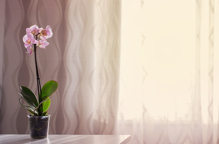 orchid on table on the window backgroundの写真素材