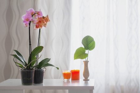 orchid on table on the window backgroundの写真素材