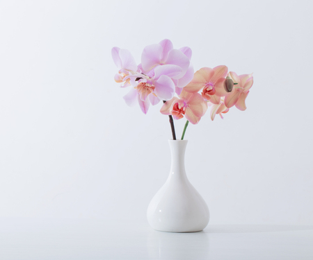 beautiful orchids in white vase on white tableの写真素材