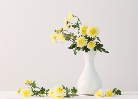 still life with chrysanthemums on white backgroundの写真素材