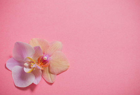 orchids on pink backgroundの写真素材