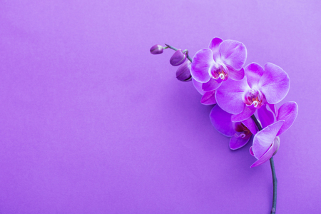 the beautiful orchid flowersの写真素材