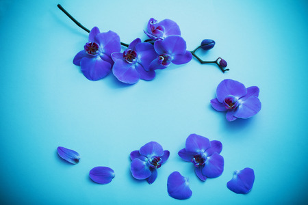orchids on blue backgroundの写真素材