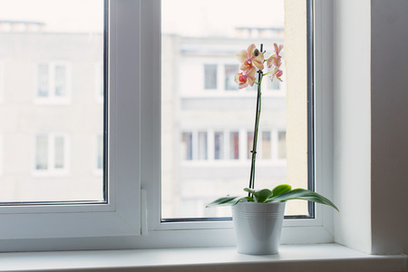 beautiful orchids on windowsillの写真素材