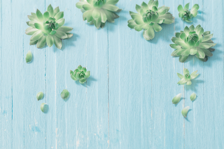 Succulents on old blue wooden backgroundの写真素材