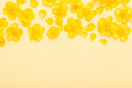 yellow buttercups on yellow paper backgroundの写真素材