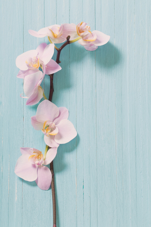 orchid on blue wooden backgroundの写真素材