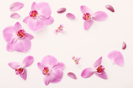 beautiful orchids on white backgroundの写真素材