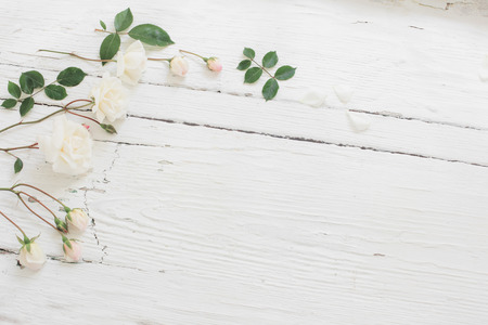 roses on white wooden backgroundの写真素材