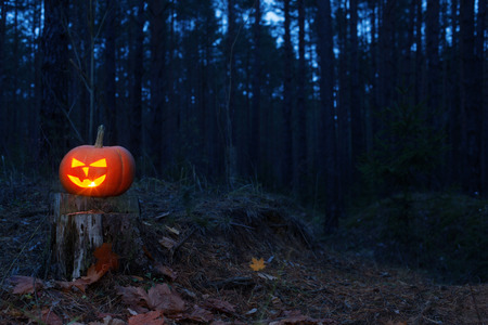 halloween pumpkin in night forestの写真素材