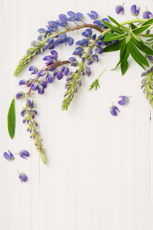 lupine on white wooden backgroundの写真素材