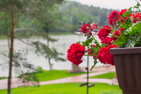 red geranium in pots on background lakesの写真素材