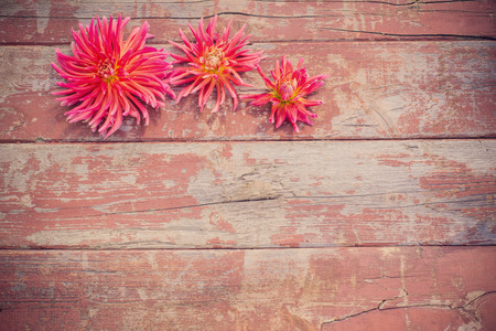 pink dahlia on wooden backgroundの写真素材