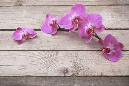 orchids on old wooden backgroundの写真素材