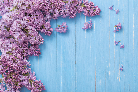 lilac on blue wooden backgroundの写真素材