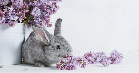 Easter rabbit with lilac in vase on white backgroundの写真素材