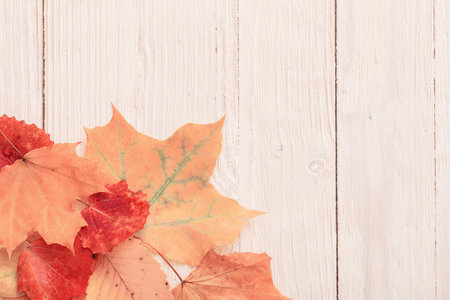 the autumn leaves on white wooden background