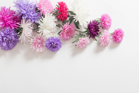 asters on a white backgroundの写真素材