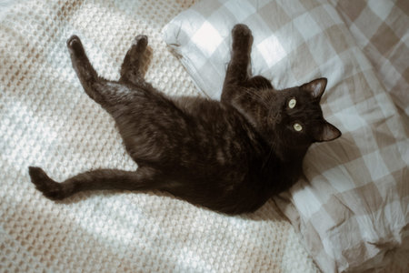 funny black cat on bed