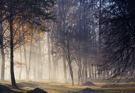 fog in autumn beautiful forestの写真素材