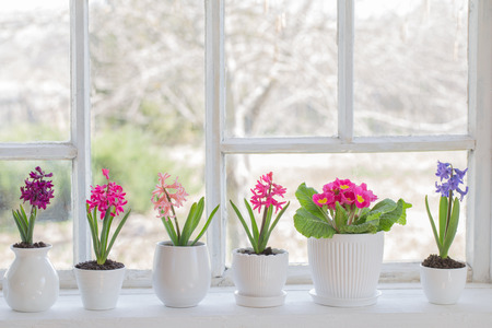 spring flowers on windowsillの写真素材