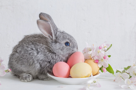 bunny with easter eggs on white backgroundの写真素材