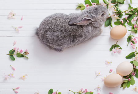 rabbit with flowers on white wooden backgroundの写真素材