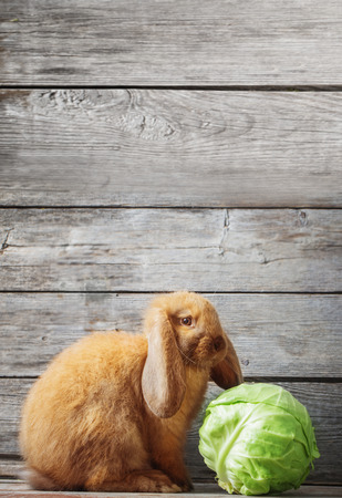 funny rabbit with cabbage on wooden backgroundの写真素材
