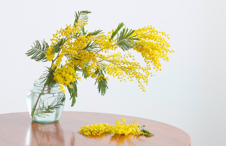 Mimosa in jar on tableの写真素材