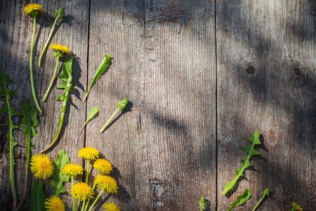 dandelions on old wooden backgroundの写真素材
