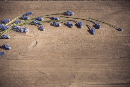 muscari flowers on old wooden backgroundの写真素材